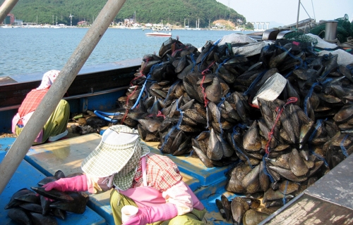 충남 보령산 키조개 일본서 인기…4년 사이 수출 6배 증가