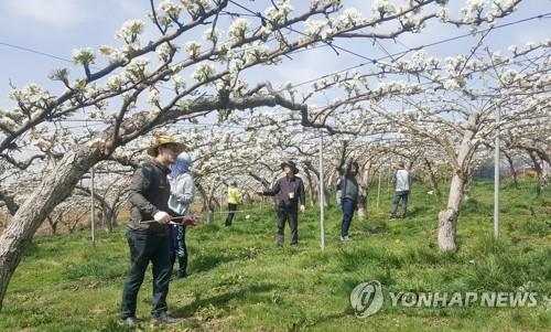 충남산 배 13t 인도 첫 수출길…"13억 인도시장 판로 개척"