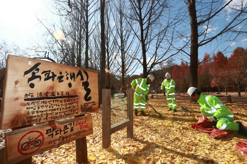 14년째 남이섬 '관광자원' 된 서울 송파구 은행잎