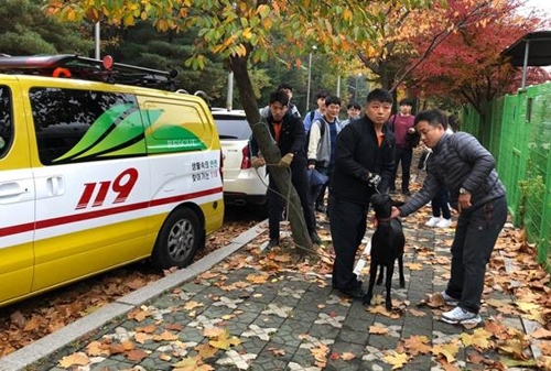 도로 누비는 흑염소…인천교통공사 직원들이 붙잡아