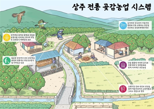 상주시, 국가중요농업유산 '전통 곶감' 보존·활용사업 추진