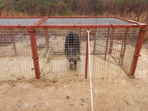 세계유산 태릉에 들어온 멧돼지가 붙잡혔다