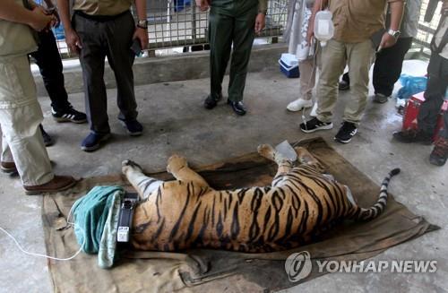 인니 호랑이 농민 살해·캠핑객 공격…"화산폭발 징조?"