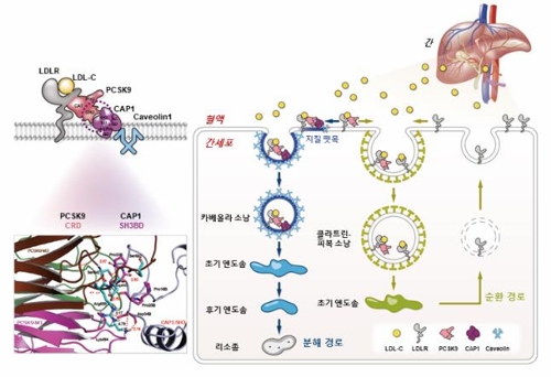 콜레스테롤 낮추는 메커니즘 규명…"신약개발 기대"