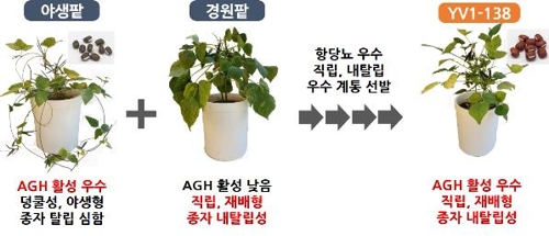 농진청, '식후 혈당조절 효과' 팥 개발