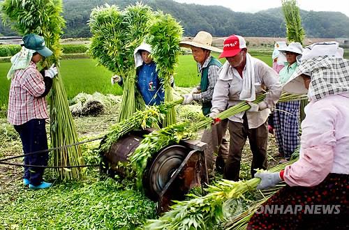 "규제 완화로 대마산업 활성화를"…경북도 국회서 정책토론회