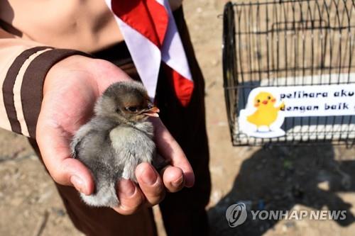 "아동에게 스마트폰 대신 병아리"…인니서 '관심 돌리기' 캠페인