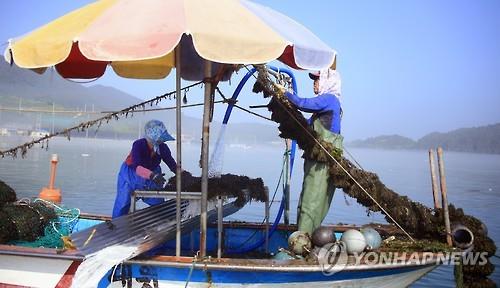 전남산 해조류 청각, 식이섬유 등 영양소 풍부