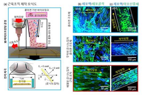 3D 프린터로 인공 근육 만든다…근육질환 치료에 기여