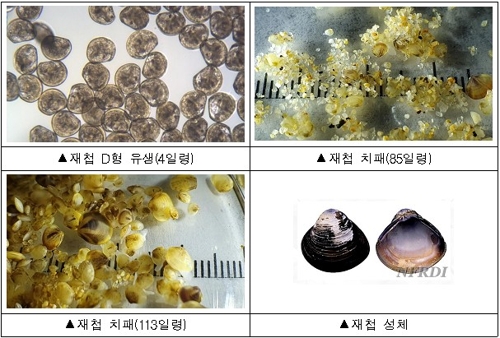 낙동강 하구 을숙도 주변에 어린 재첩 5만마리 방류