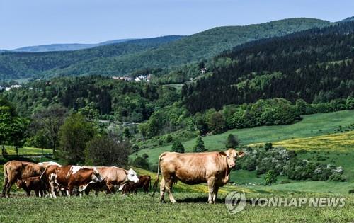 러시아 젖소는 VR고글을 쓴다…"불안 줄여 양질 우유 생산"