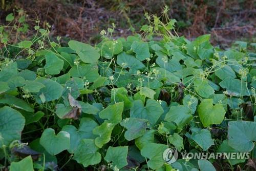 "생태계 교란 생물 확산 막자" 서산시의회 관리 조례 제정