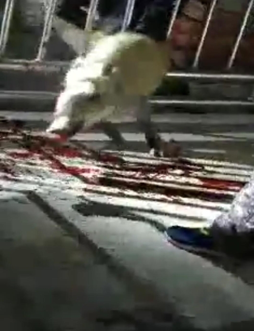 밤새 부산 곳곳서 멧돼지 출몰…2마리 죽고 1마리 도망