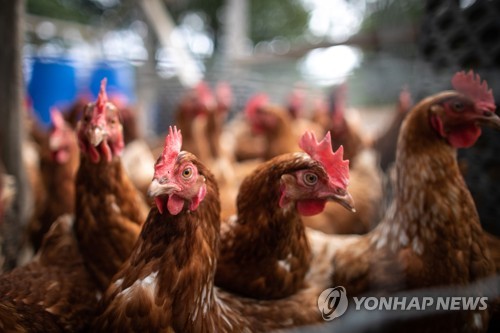 뉴질랜드 남자, 경매서 1천원 주고 닭 샀다가 혼쭐