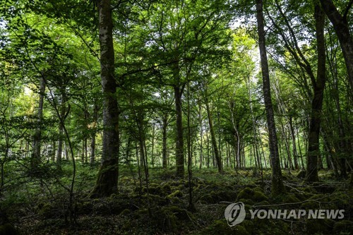 프랑스서 임신 여성이 사냥개 공격으로 숨져