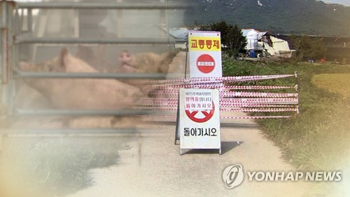 농장 돼지열병 한 달째 잠잠…멧돼지는 여전히 '복병'