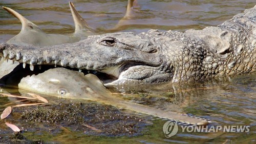 "악어한테 물리면 눈 찔러라" 호주 생존자 증언