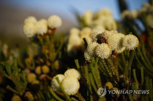 "아프리카 열대식물 3분의 1 멸종 위기"