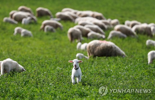 뉴질랜드 총리가 태국 총리 '羊태반 크림' 찬사에 놀란 이유(종합)