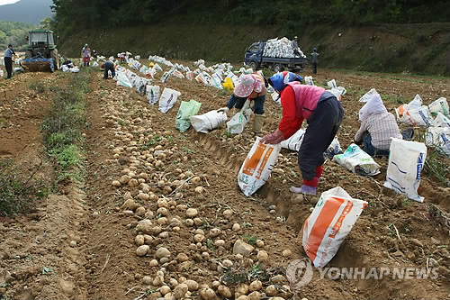 올해 고랭지감자 생산량 14년만에 최대…작년보다 52%↑