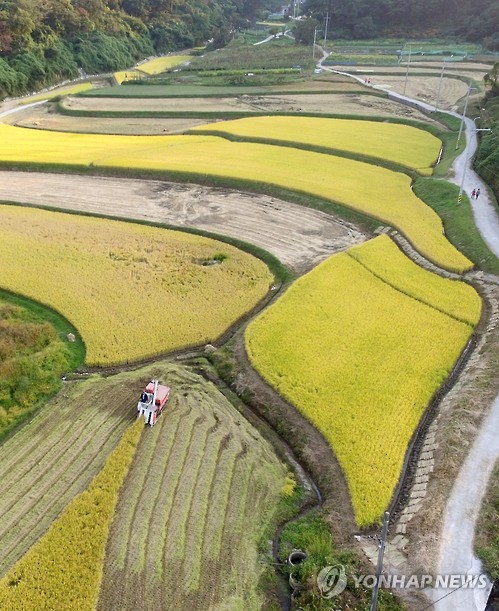 울산농업기술센터, 밥맛 우수한 신품종 쌀 확대 보급