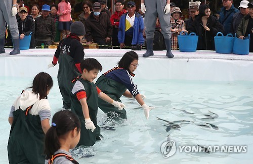 제주 별미 방어 가격 반토막에 어민 울상…"타지역 어획 영향"