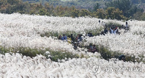 [#꿀잼여행] 제주권: 가을의 끝자락, 은빛 억새 만발한 '오름' 그 곳엔…