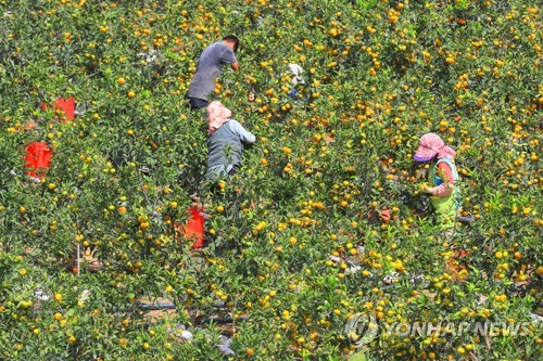 가을 풍수해 후폭풍 달지 않은 제주감귤…산지폐기 '최후수단'