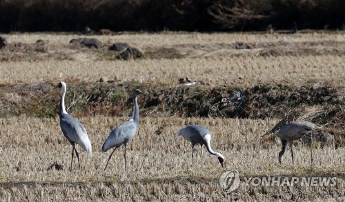 겨울 철새 낙원 철원군 "두루미 월동 돕기 정부 지원 절실해"