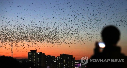 "떼까마귀 매년 10월 15일 전후 울산 태화강 찾는다"