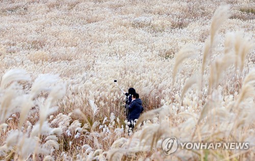 [#꿀잼여행] 제주권: 가을 바람 부는 날…은빛 억새 물결의 화려한 군무