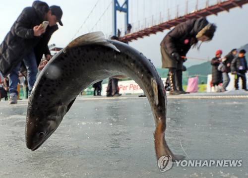 내년 화천산천어축제 산천어 200t 공급…역대 최대물량