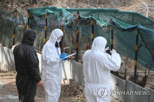 경남 창녕 야생조류 AI 검출에 부산도 바짝 긴장