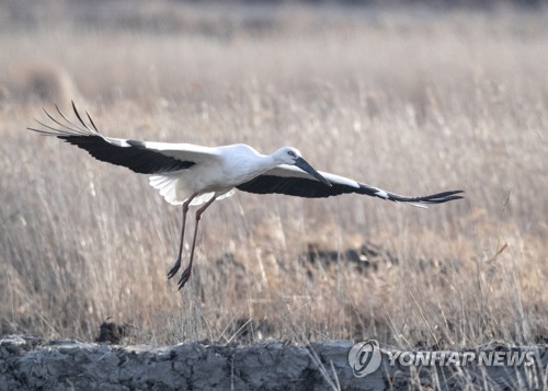 김해·청주·고창·해남·서산서도 황새 방사한다