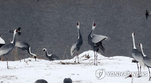 [#꿀잼여행] 강원권: "뚜∼" "뚜루∼"…수컷과 암컷이 주고받는 화합의 노래