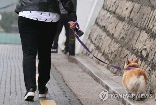 반려견 안전 지도·단속 482건…인식표 미착용이 최다