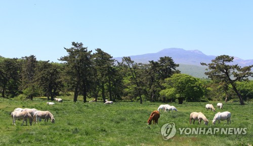 천연기념물 '제주마' 45마리 분양…20일 공개 경매