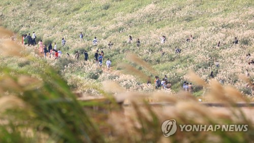 [#꿀잼여행] 제주권: 가을의 끝자락, 은빛 억새 만발한 '오름' 그 곳엔…