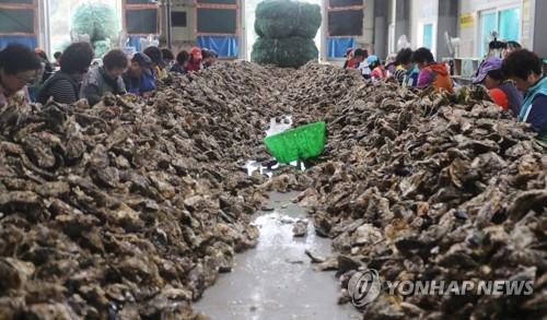 "통통해서 안 팔려"…통영 굴, 소비 부진에 어민 '한숨'