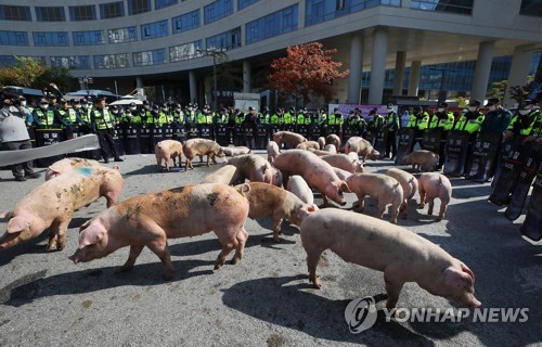 농장 돼지열병 한 달째 잠잠…멧돼지는 여전히 '복병'