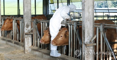 전남도, 구제역 항체 형성 검사…미흡 농가 과태료 부과