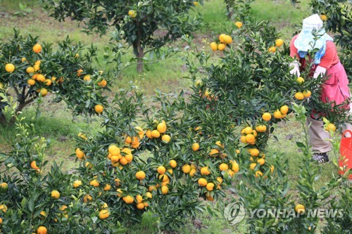 가을 풍수해 후폭풍 달지 않은 제주감귤…산지폐기 '최후수단'