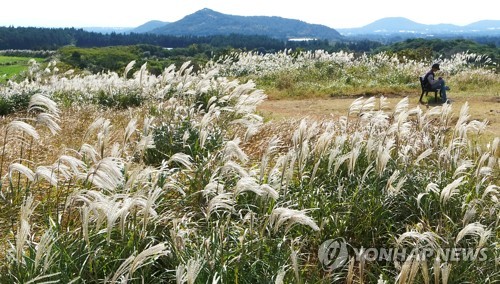 [#꿀잼여행] 제주권: 가을 바람 부는 날…은빛 억새 물결의 화려한 군무