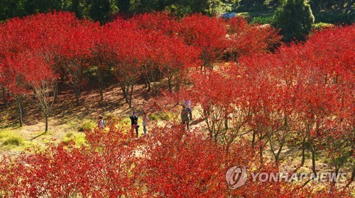 "전자여행허가제, 제주 경제에 큰 타격"…관광업계 반발