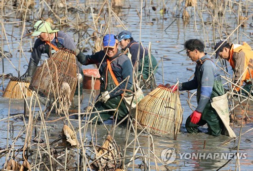 [카메라 뉴스] 가물치까지 잡아들이는 전통 어업유산 가래치기