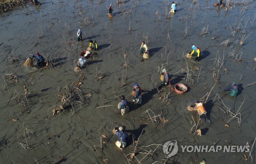 [카메라 뉴스] 가물치까지 잡아들이는 전통 어업유산 가래치기