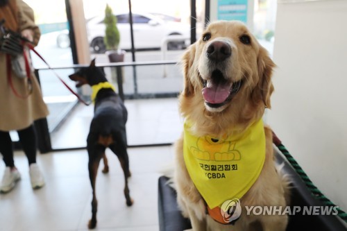 "아픈 견공 친구 위해 헌혈합니다" 호남 첫 반려견 헌혈 캠페인