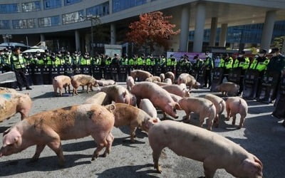 농장 돼지열병 한 달째 잠잠…멧돼지는 여전히 '복병'