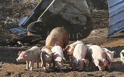 구제역·AI에 돼지열병…지자체 "더는 묻을 곳 없다" 아우성