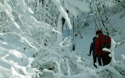 강원 산지·태백 대설주의보…미시령 적설량 13㎝